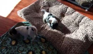Des Bebes Chiens Trop Mignon Dans Cette Compilation Sur Orange Videos