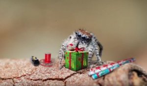 Des araignées sauteuses fêtent Noël