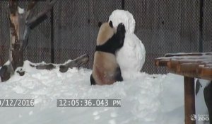 Un panda s'amuse avec un bonhomme de neige