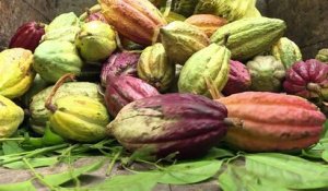 Madagascar, un cacao chic aux marges choc