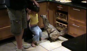 Un loup sauvage entre dans la maison et le fils l'adore !