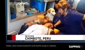 Pérou : Un homme gravement blessé escorté jusqu’à l’hôpital par ses deux chiens