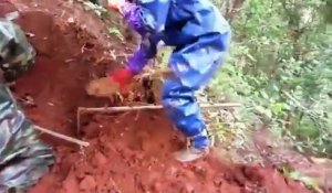 Ces ouvriers tombent sur le plus gros nid de frelons asiatiques du monde