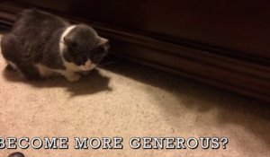 Meme les chats prennent de bonnes résolutions pour 2017 - Cat Compilation