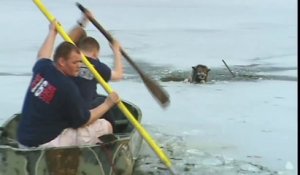 Coincé au milieu du lac glacé, le courageux chien se fait aider