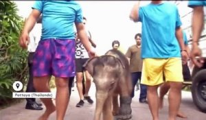 Thaïlande : un éléphanteau fait des exercices dans l'eau pour soigner une de ses pattes