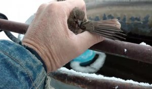 Il sauve cet oiseau collé par le froid sur une rambarde gelée !