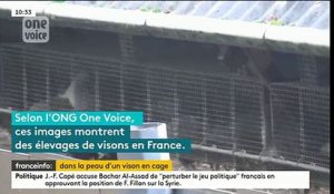Une ONG dévoile des images chocs de l'élevage de visons en France destiné à la fourrure