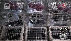 Fourrure : des élevages de visons fait scandale