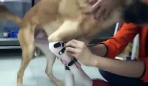 Ce chien est très heureux de pouvoir remarcher de nouveau grâce à des prothèses !