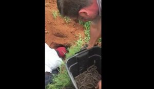 Extraction de 68 bébés pythons d'un terrier