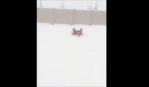 Voilà pourquoi les nains détestent la neige