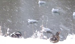 Des Canards et mouettes sous la neige !Adorable