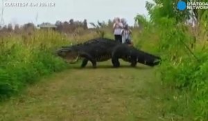 L'énorme alligator qui ressemble à un dinosaure