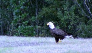 Des vautours viennent voler le poisson d'un aigle... Bande de vautours!