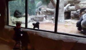 Un enfant s'amuse avec un bébé gorille