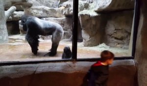 Un enfant et un bébé gorille passent un grand moment