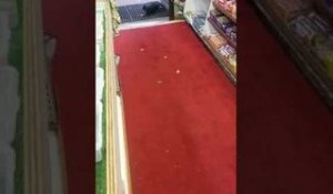 Un écureuil vole un twix dans un supermarché !