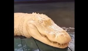 L'alligator blanc : l'un des animaux les plus rares du monde