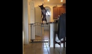 Un chien saute par-dessus un portail
