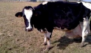 Mauvais traitement en Haute-Saône : le calvaire d'une vache