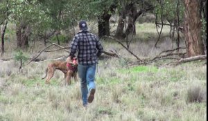 Il boxe un kangourou pour sauver son chien, aujourd'hui il risque de perdre son travail...