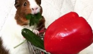 Ce hamster mange dans son mini cadix de supermarché !