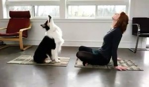 Ce chien est le partenaire parfait pour votre yoga et votre muscu