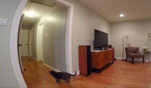 Un chat tente d'attraper un drone !