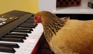 Une poule joue du clavier