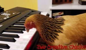 Une poule qui joue du piano