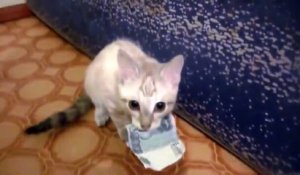 Ce chat refuse de rendre un billet... J'aime trop l'argent