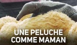 Naissance D Un Bebe Fourmilier Au Zoo De Francfort Sur Orange Videos