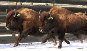 Canada reintroduces bison to its oldest national park