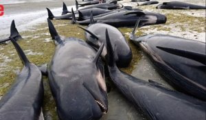 Plus de 400 baleines s’échouent en Nouvelle-Zélande