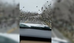 Elle fonce en voiture sur des oiseaux posés sur la route