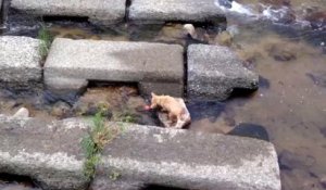 Ce chien s'amuse comme un fou avec une balle !