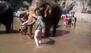 Thaïlande : un éléphant projette sauvagement une touriste