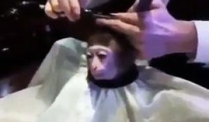 Petit singe qui se fait coiffer
