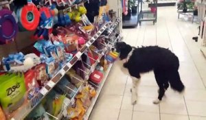 Un chien choisit lui même ses gâteaux aux supermarché !