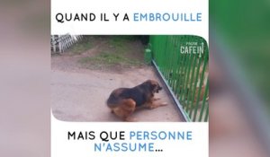 Le ton monte entre ces chiens, et au moment où on pense que la bagarre va se déclencher...