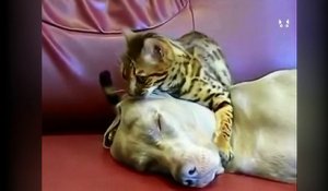 Le chat qui masse le visage de son ami le chien