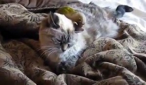 Chat Qui Masse Son Maitre Sur Orange Videos