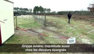 Grippe aviaire: inquiétude aussi chez les éleveurs épargnés