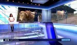 Salon de l'Agriculture : l'éleveur d'"Impérial", un taureau, se prépare