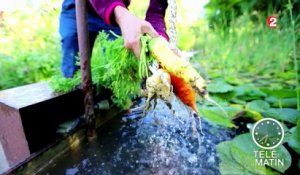 Jardin - Un potager dans votre assiette