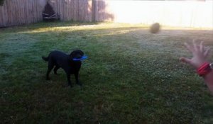 Quand ton chien ne sait pas choisir entre la balle et le frisbee