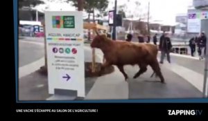 Une vache s'échappe du Salon de l'agriculture (vidéo)