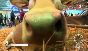 Salon de l'agriculture : découvrir les animaux et de nouvelles saveurs