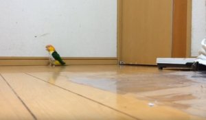 Un perroquet qui danse en rythme